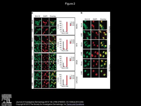 Inhibition Of Crm1 Mediated Nucleocytoplasmic Transport Triggering