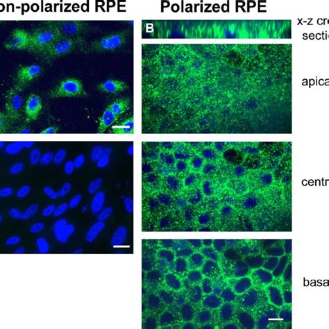 Humanin Colocalized With Mitochondria In Rpe Cells Primary Cultured