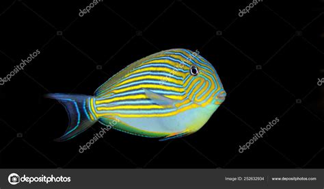 Clown Tang Acanthurus Lineatus — Stock Photo © Vojce 252632934