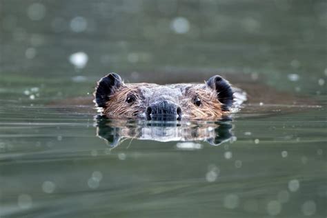 Beaver • Otter • Muskrat • Mink