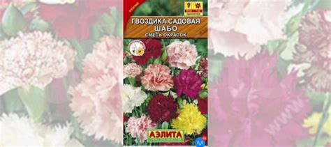 Гвоздика Шабо. Рассада купить в Москве | Товары для дома и дачи | Авито