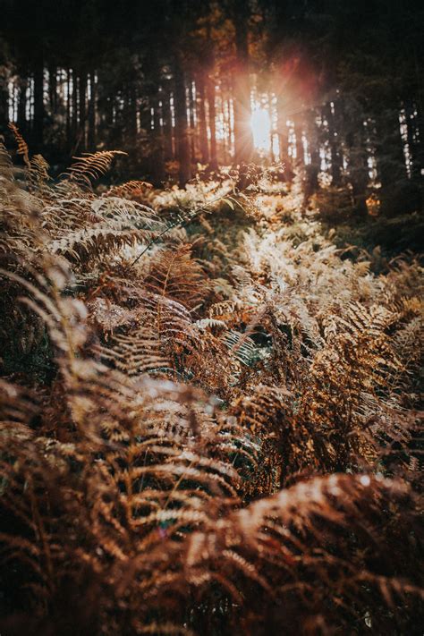 forest pictures images     unsplash
