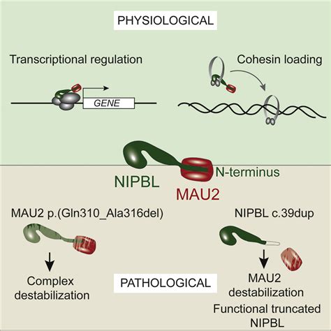 Mau And Nipbl Variants Impair The Heterodimerization Of The Cohesin