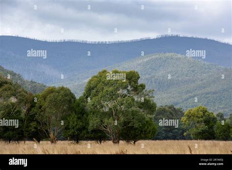 Landscape Around Alexandra Victoria Australia Stock Photo Alamy