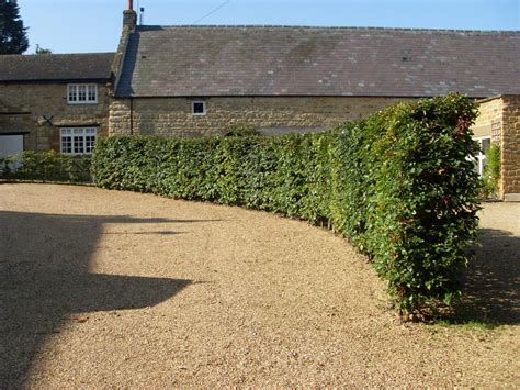 Beech Instant Hedge Available Now Practicality Brown