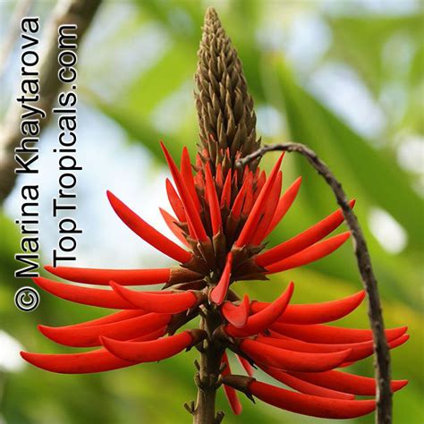 erythrina speciosa coral tree top tropicals plant encyclopedia