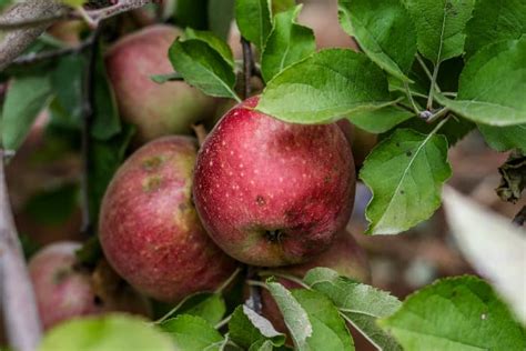 The Stayman Apple Tree - Minneopa Orchards