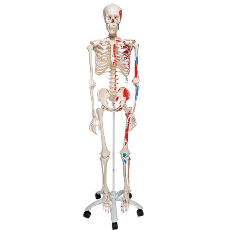 Human Skeleton Model Full Size