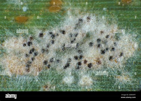 Powdery Mildew Erysiphe Graminis F Sp Tritici Mycelium And Cleistothecia And Brown Leaf Rust