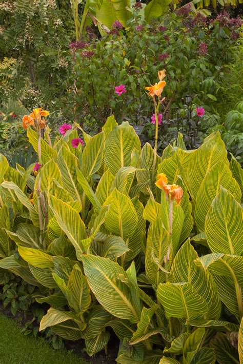 Canna Andbethanyand Canna Andbethanyand Herbaceous Perennialrhs