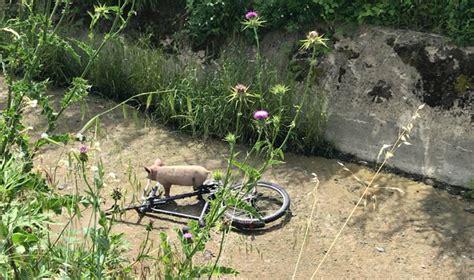 Il Salvataggio Della Maialina Babe Vivere Vegan