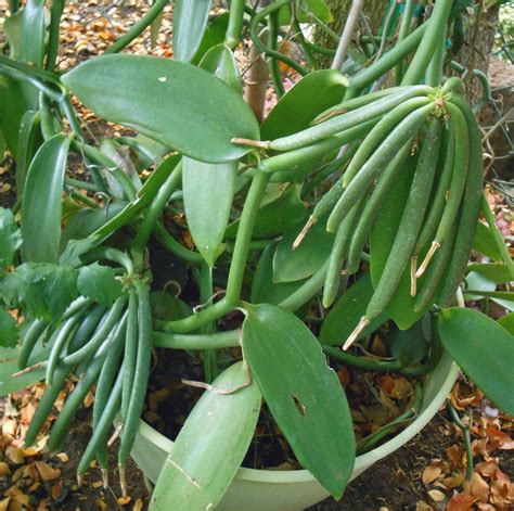 A Kitchen Garden in Kihei Maui: Growing Vanilla Beans