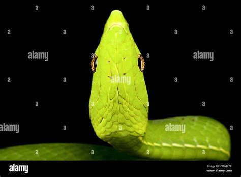 Green Vine Snake Oxybelis Fulgidus Stock Photo Alamy