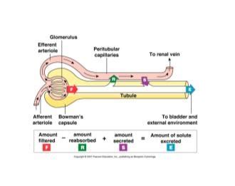 Physio Tubular Secretion Flashcards Quizlet