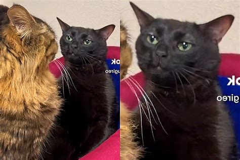 Meme do gato preto Conheça como surgiu o meme do felino mais querido