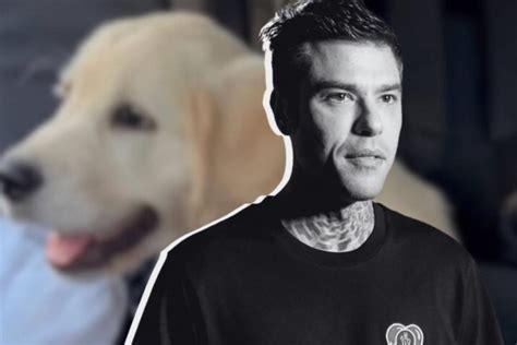 Lotta Tra Fedez E Paloma Il Nuovo Cane Di Casa Ferragnez Un Osso