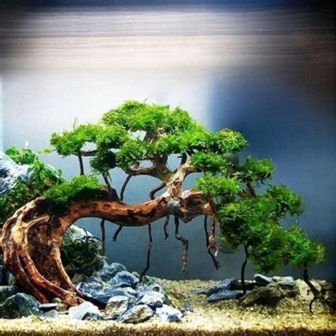 Jual Dekorasi Hiasan Aquarium Pohon Bonsai Doyong Besar X Cm