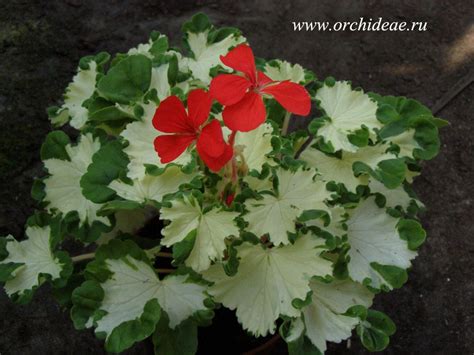 Pin su Pelargonier