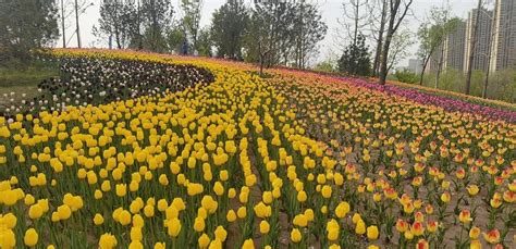 太原晋阳湖公园郁金香花展吸引大批市民参观财经头条