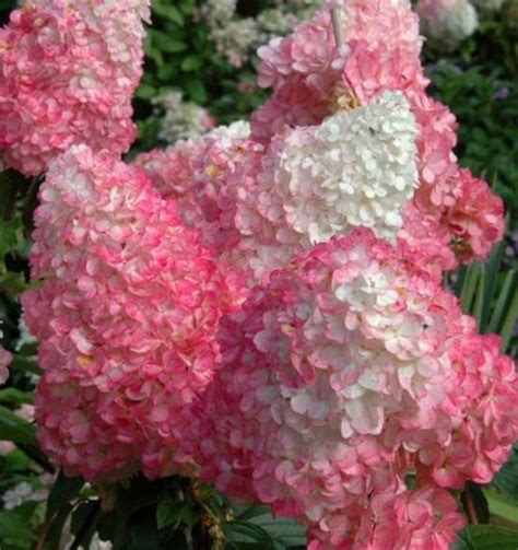 Pussy Willow The First Flowers Of Spring Mygardenchannel