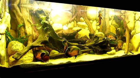 Amazone Aquarium Panaque Fighting Of Oscar Fish Oscar Fish Tiger