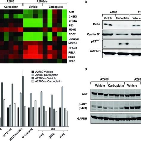 Analysis Of Genes Involved In DNA Damage Response Cell Cycle And