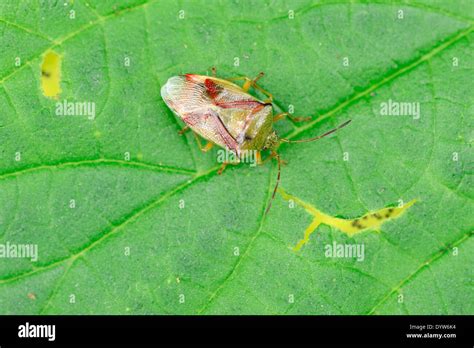 Birch Shieldbug Birch Shield Bug Elasmostethus Interstinctus North