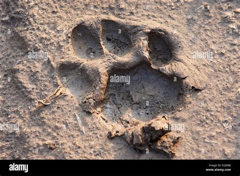 Snow Leopard Paw Print Outline