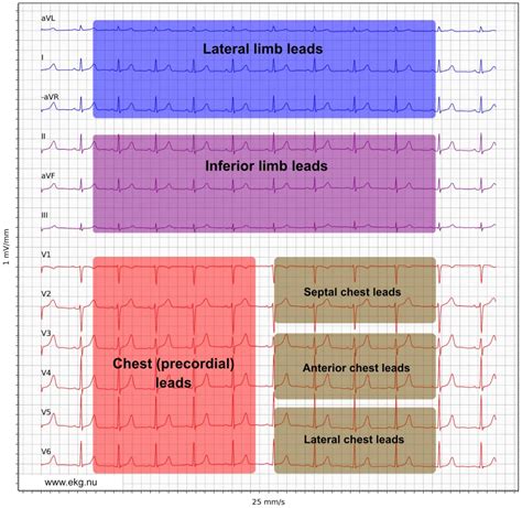 The ECG Leads Electrodes Limb Leads Chest Precordial Leads And The