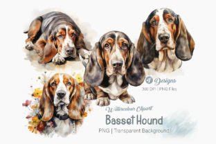 Basset Hound Clipart PNG Bundle Graphic By Creationx Space Creative