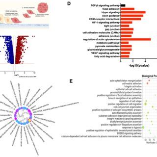 RNA-sequencing analysis of the mesenchymal state of the ovarian cancer ...