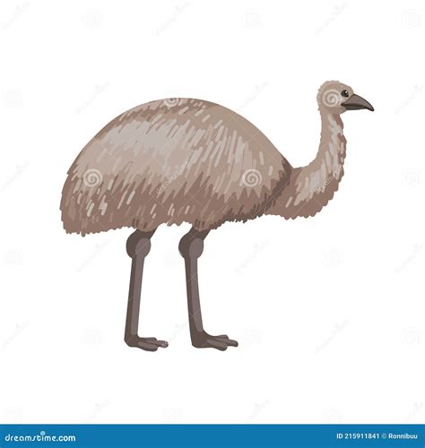 Emu Un Grand Oiseau Gris D Australie Caract Re Vectoriel Sur Fond