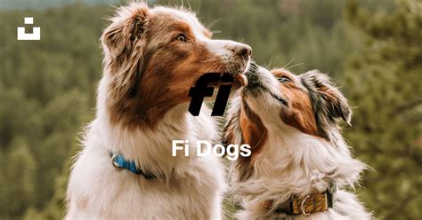 Fi Dogs (@fidogs) | Unsplash Photo Community