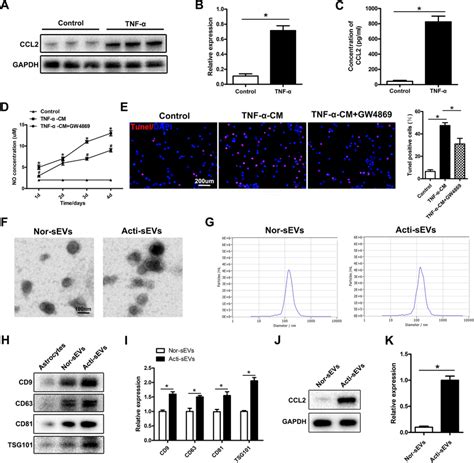 The Effects Of Tnf Cm On Microglial Activation And Neuronal Apoptosis