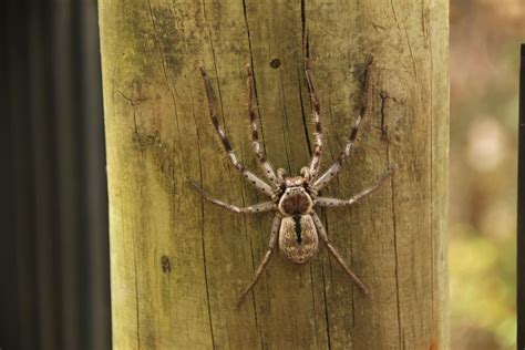 How To Keep Spiders Off Patio Furniture Garden Benches Blog