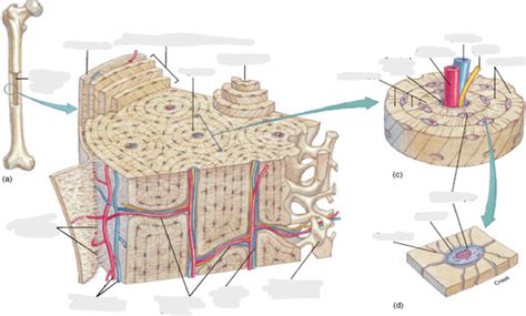 bone tissue labeling diagram quizlet