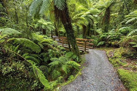 New Zealand South Island Hokitika Gorge Trail Our Beautiful Wall Art