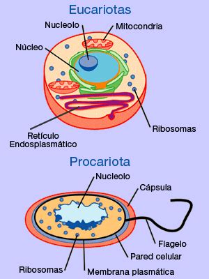 DENILSONBIO: Diferenças estruturais entre células procariontes e ...