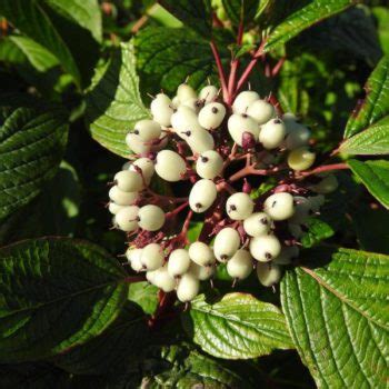 Саженцы дерена сибириан перлс купить в Москве по цене от 950 рублей