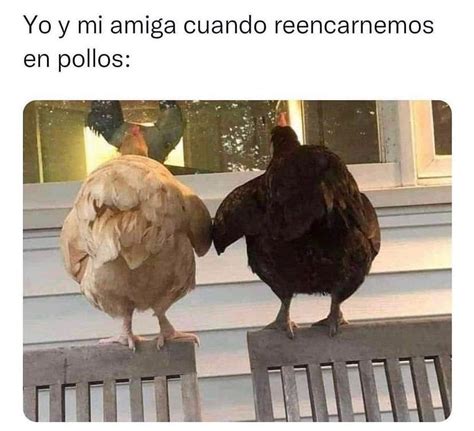 Yo Y Mi Amiga Cuando Reencarnemos En Pollos Memes