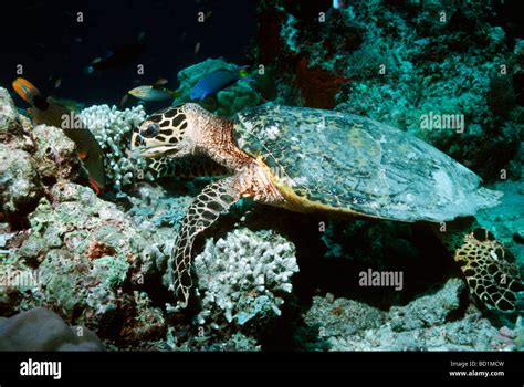 Hawksbill Turtle Eretmochelys Imbricata Feeding On Sponge Growth On Base Of Coral Rubble Sipadan