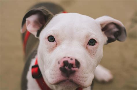 10 Dangerous Dog Breeds: U.S. Dog Attacks and Bite Statistics - PetHelpful