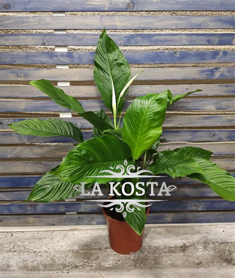 купить Спатифиллум Свит Лауретта доставка москва регионы от 6200 рублей ...