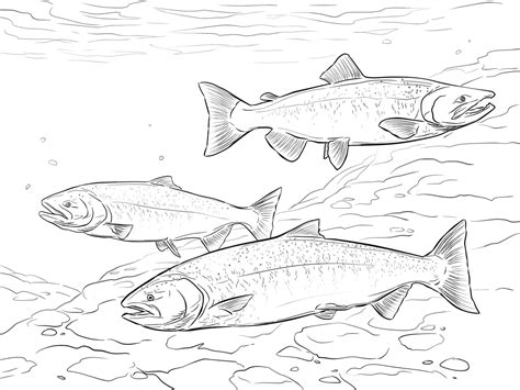 Chinook Salmon Coloring Page Colouringpages