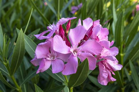 Nerium Oleander Flowers
