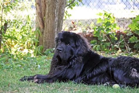 Big Lazy Dog Breeds: Gentle Giants for Relaxation