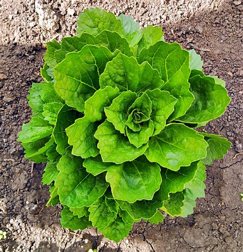 Налюбоваться не могу! Вырастила новинку – мини-астру из серии Бамбина и ...