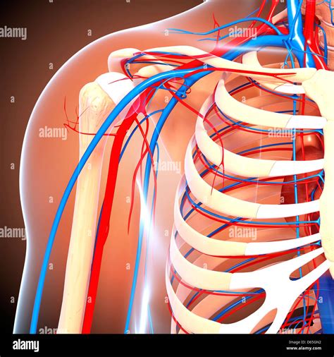 Human Vascular Shoulder Stock Photos And Human Vascular Shoulder Stock