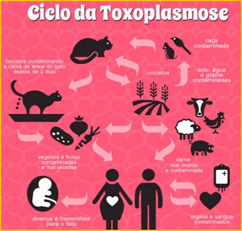 Como A Toxoplasmose É Transmitida - Toxoplasmose | Biblioteca Virtual em Saúde MS