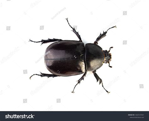 beetle top view   royalty  licensable stock